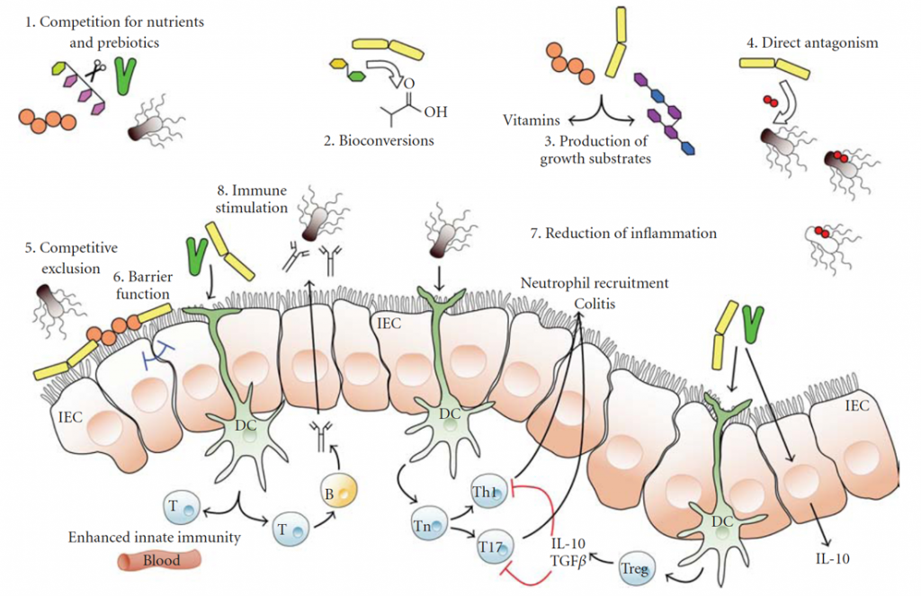 Mechanisms of Action of Probiotics