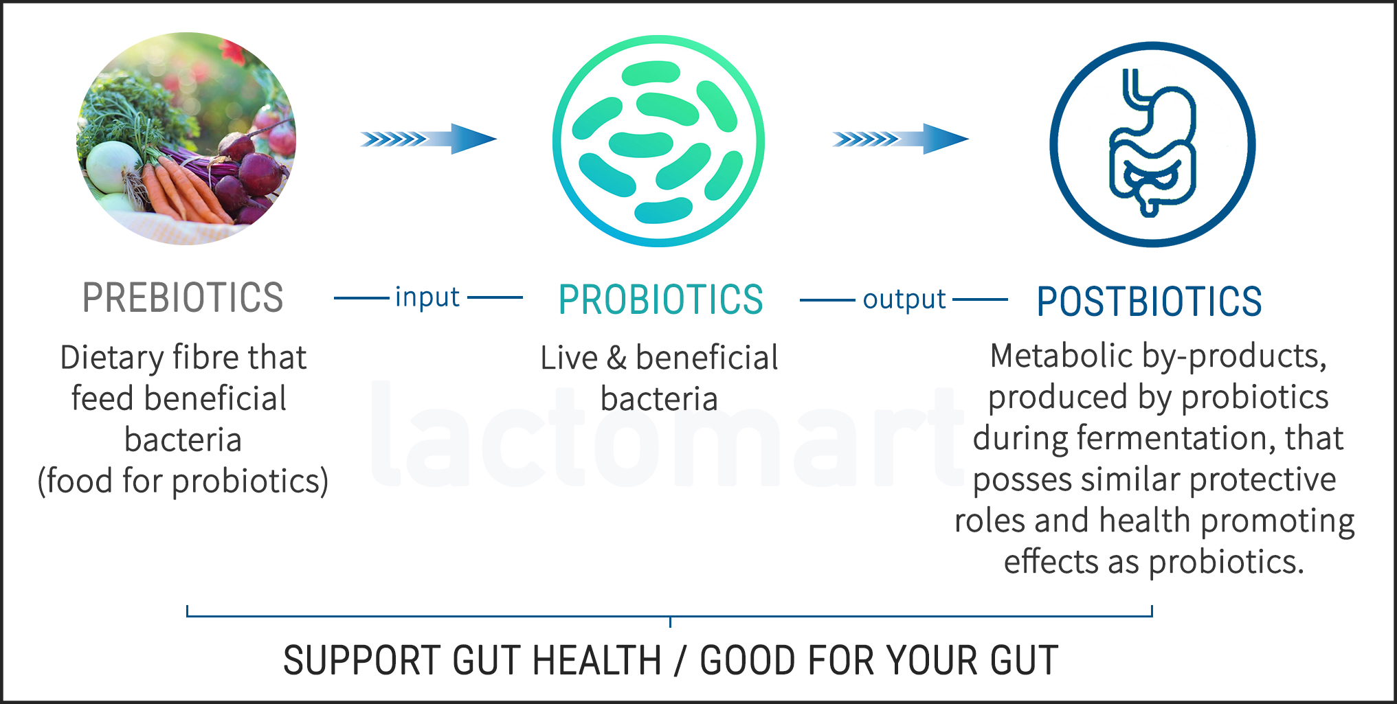 PRE PRO POSTBIOTICS INFOGRAF